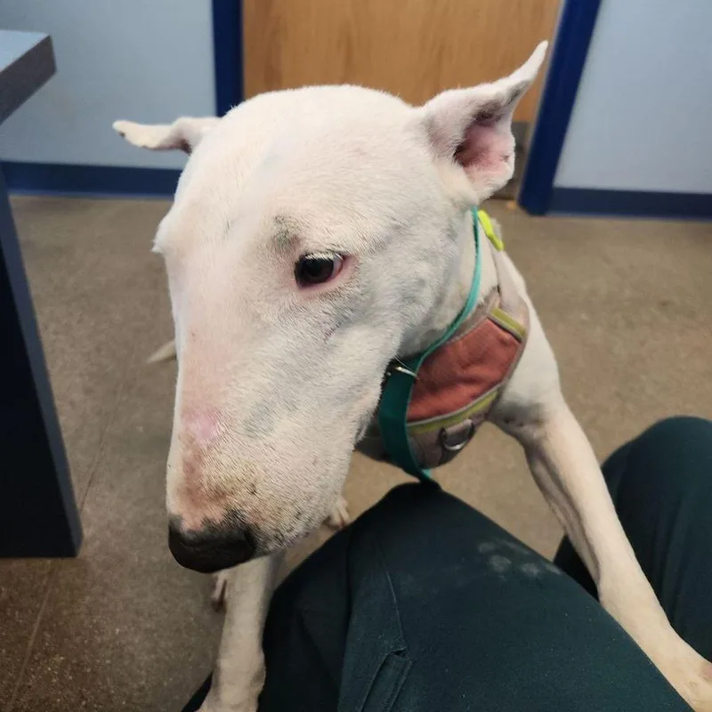 An adult medium-sized female Bull Terrier dog named Opal for adoption in Kingman, AZ