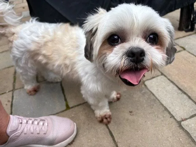 An adult small-sized male Shih Tzu dog named Kane for adoption in Blackwood, NJ