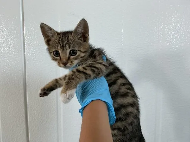 A baby small-sized male American Shorthair cat named Benji for adoption in San Bernardino, CA