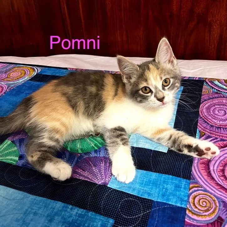 A baby small-sized female Calico Domestic Short Hair cat named Pomni for adoption in Carmel, IN