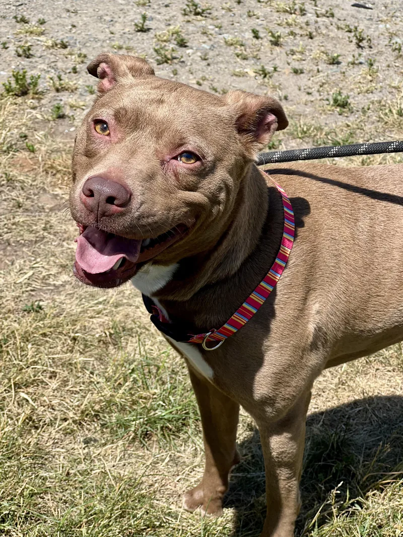 An adult medium-sized female Red / Chestnut / Orange Pit Bull Terrier dog named Daisy Mae for adoption in Sparta, NC