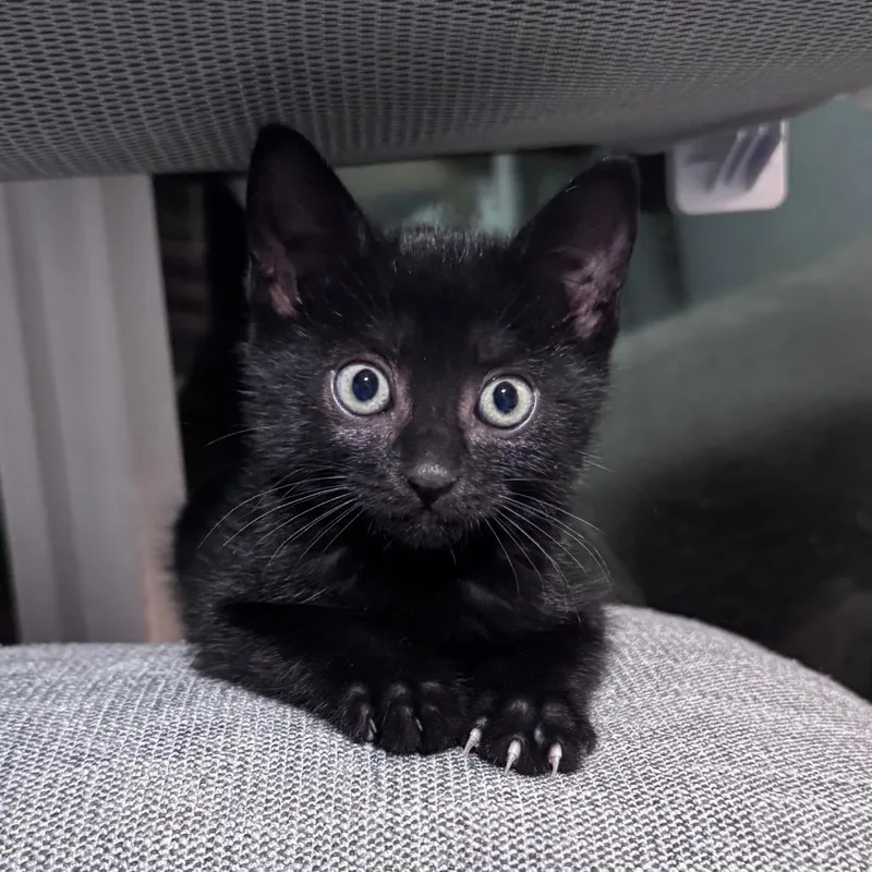 A baby small-sized female Domestic Short Hair cat named Phish Food for adoption in Tacoma, WA