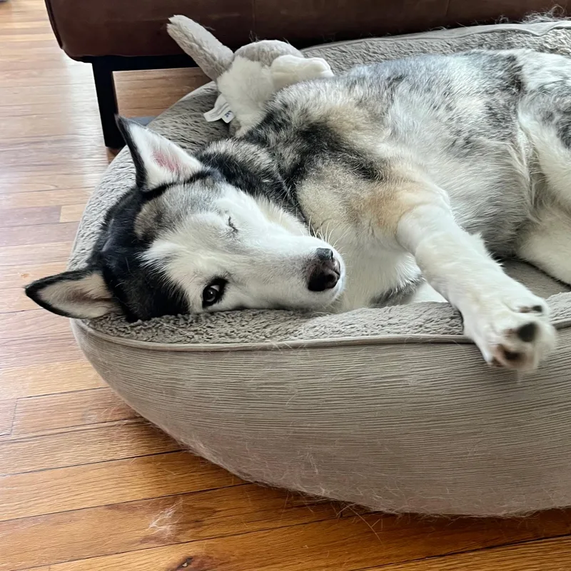 Callista thumbnail 3