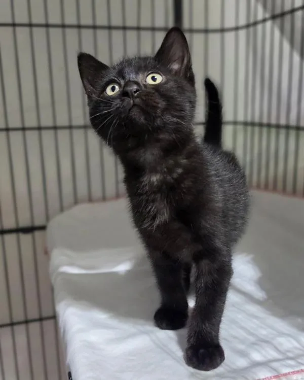 A baby small-sized male Domestic Short Hair cat named Theo for adoption in Novato, CA