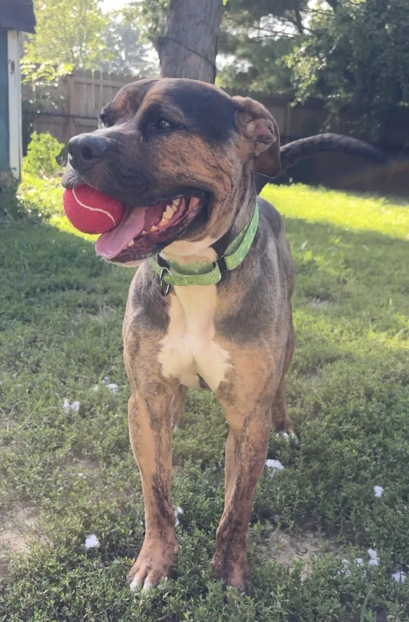 A young large-sized male Brindle Staffordshire Bull Terrier dog named Brad for adoption in Indianapolis, IN