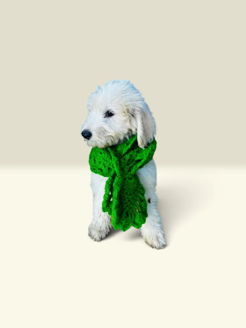 A young large-sized male Sheepadoodle dog named Zeus for adoption in Chula Vista, CA