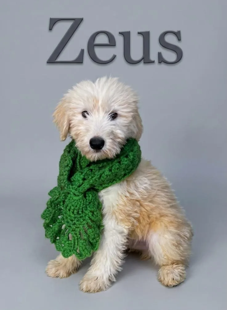 Zeus thumbnail 4