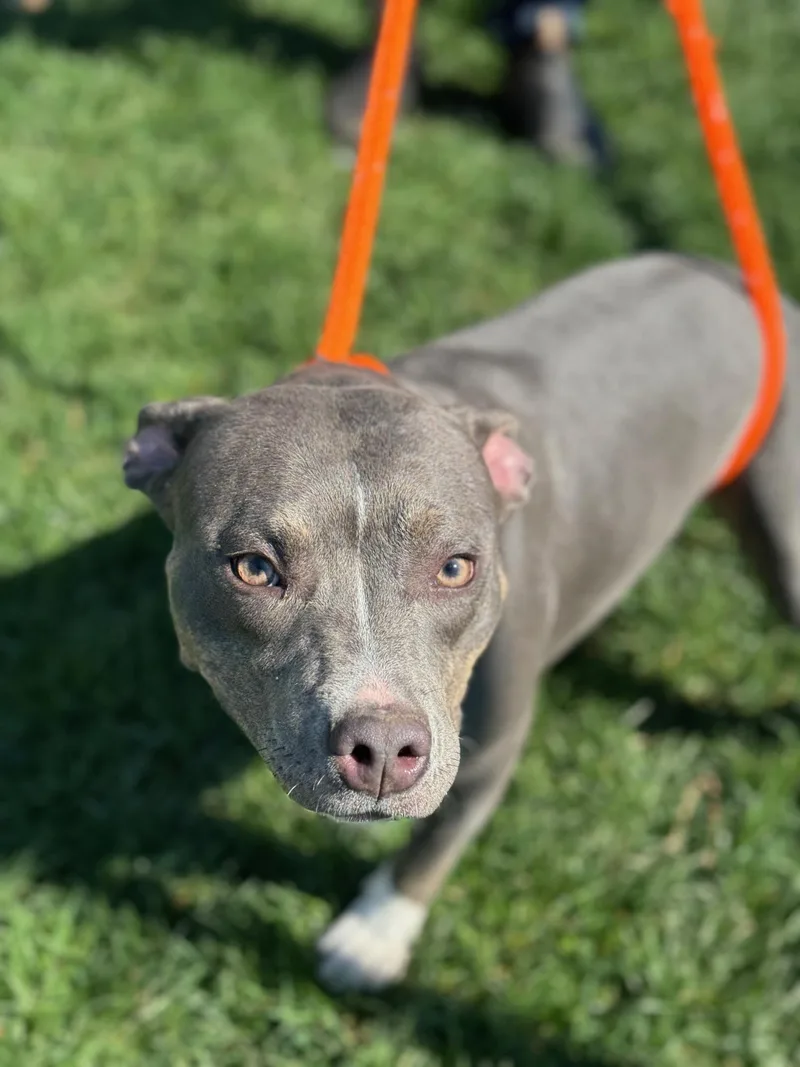 A baby medium-sized female Gray / Blue / Silver Pit Bull Terrier dog named Beauty for adoption in Benton Harbor, MI