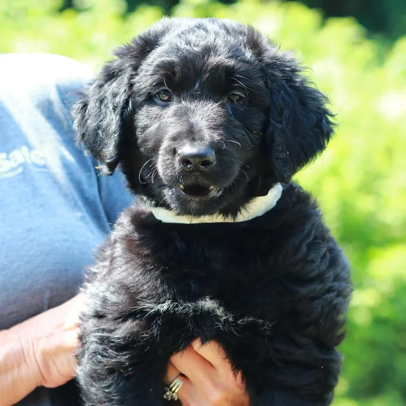 A baby medium-sized male Black Labrador Retriever dog named CT Cicada avail Jul for adoption in Eastford, CT