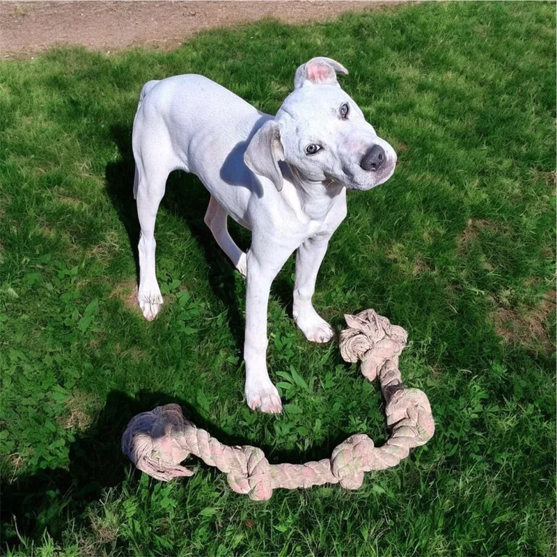 A baby medium-sized male White / Cream American Staffordshire Terrier dog named Coton for adoption in Tomball, TX