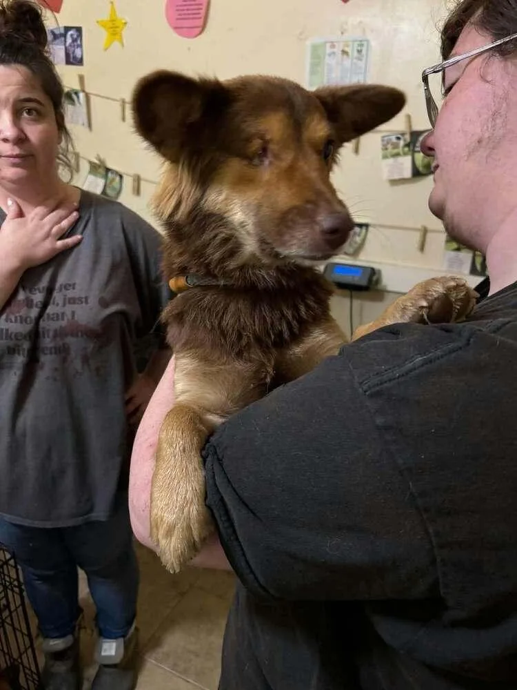 A baby medium-sized female Black Shetland Sheepdog / Sheltie dog named Voyager : BโElanna for adoption in Aurora, IN