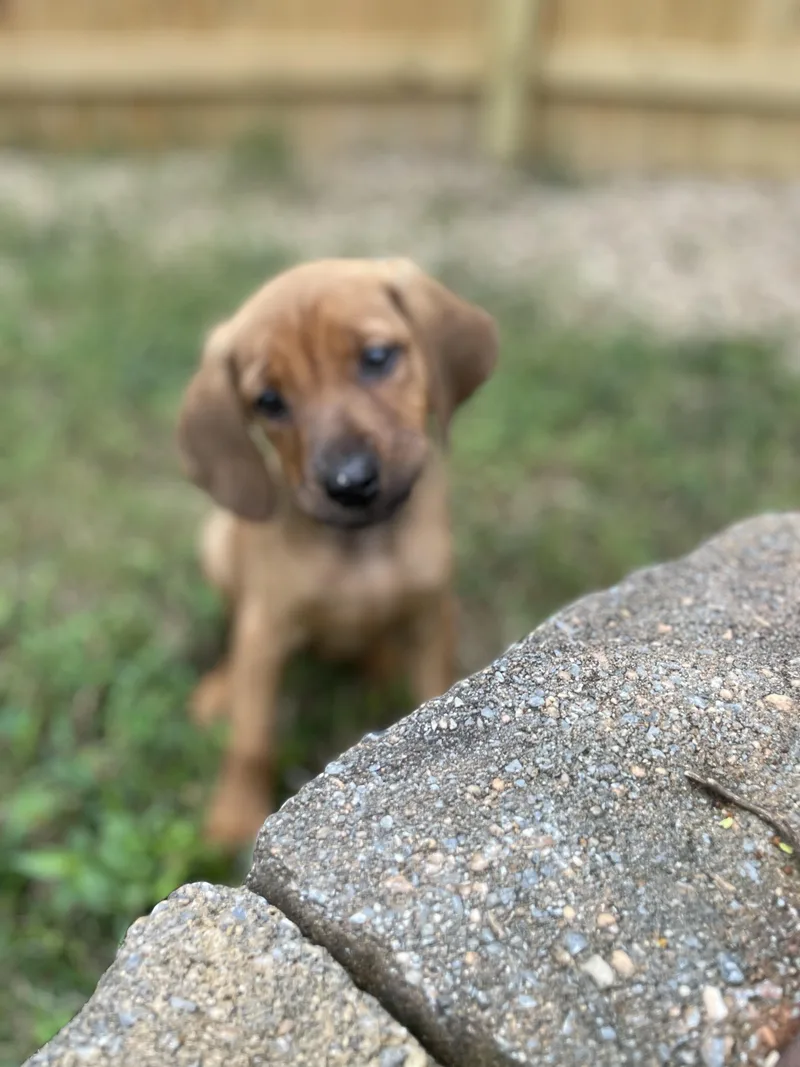 A baby medium-sized female Hound dog named Prue for adoption in Richmond, VA