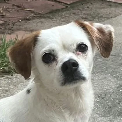 An adult small-sized female Mixed Breed dog named Natty Gann for adoption in Savannah, GA