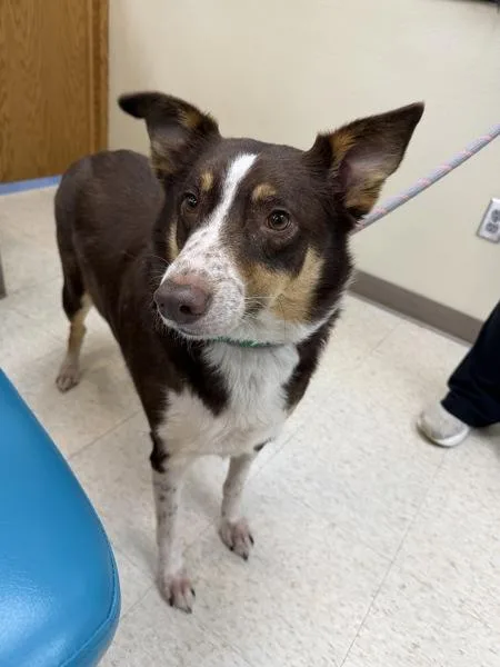 An adult large-sized male Australian Cattle Dog / Blue Heeler dog named Keylow for adoption in Sioux City, IA