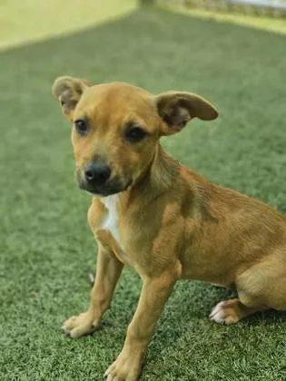 A young medium-sized female Mixed Breed dog named Chalupa for adoption in Savannah, GA