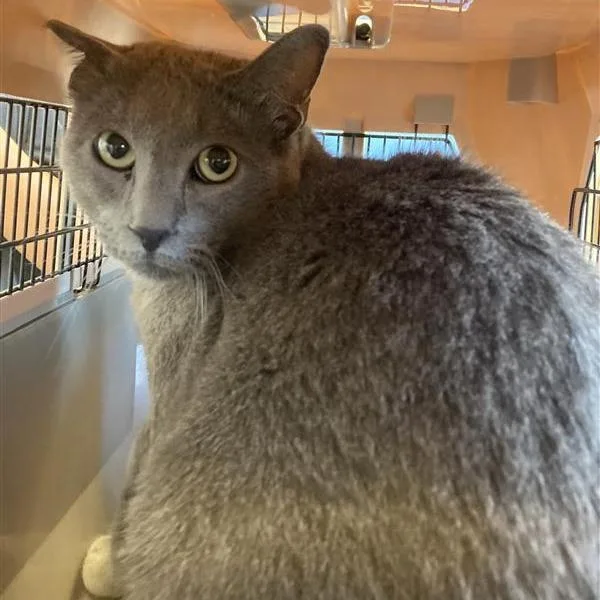 An adult large-sized male Gray / Blue / Silver Domestic Short Hair cat named Bubbie for adoption in Hawthorne, CA