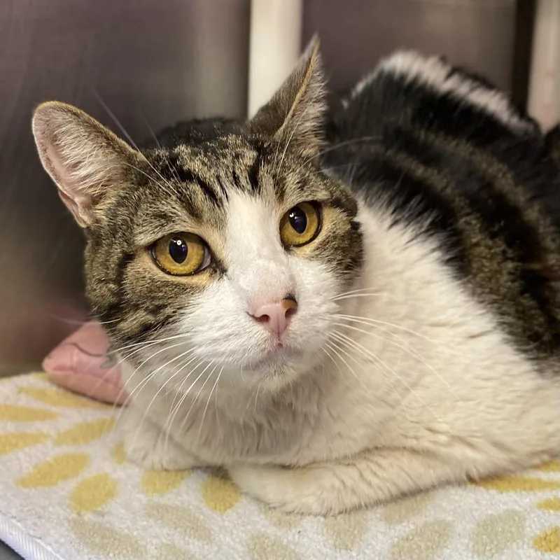 A senior extra large-sized male White Domestic Short Hair cat named Brando for adoption in Palm Springs, CA