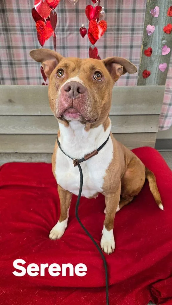 Serene Yrly thumbnail 2