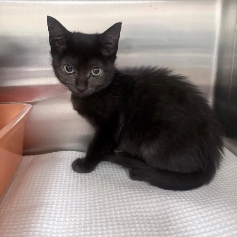 A baby small-sized female Black Domestic Short Hair cat named Pidge for adoption in Jupiter, FL