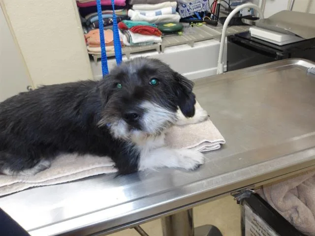 A young small-sized male Maltese dog named Lyric for adoption in Santa Rosa, CA
