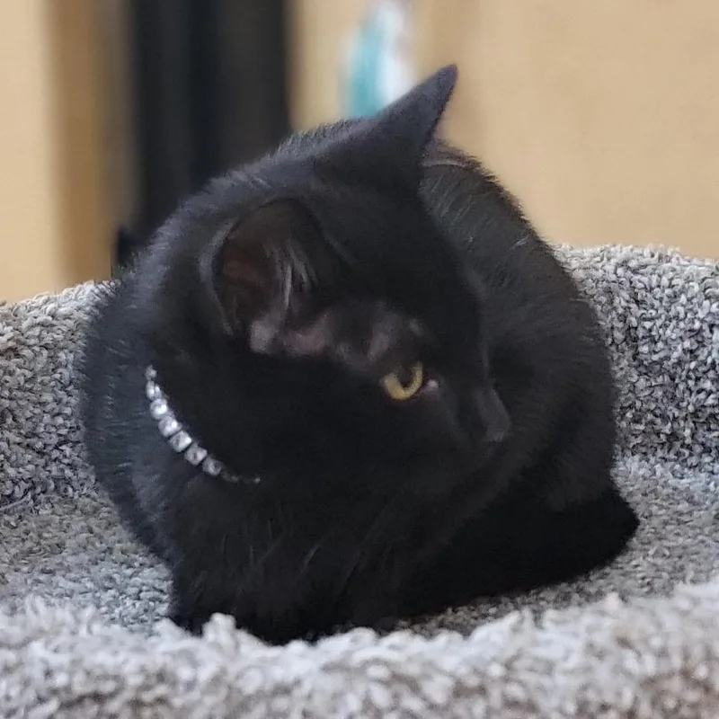 A baby small-sized female Black Domestic Short Hair cat named Valerie for adoption in Santa Fe, TX