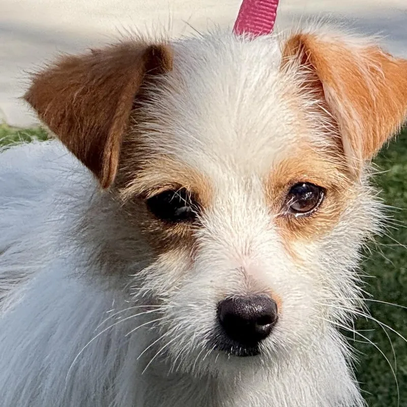 A young small-sized female Terrier dog named Bebe for adoption in Hondo, TX