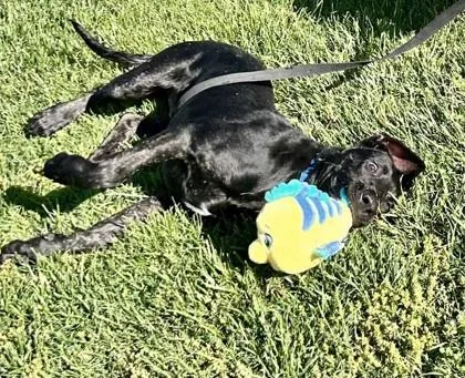 An adult large-sized male Mixed Breed dog named Paco for adoption in Fairfax, VA