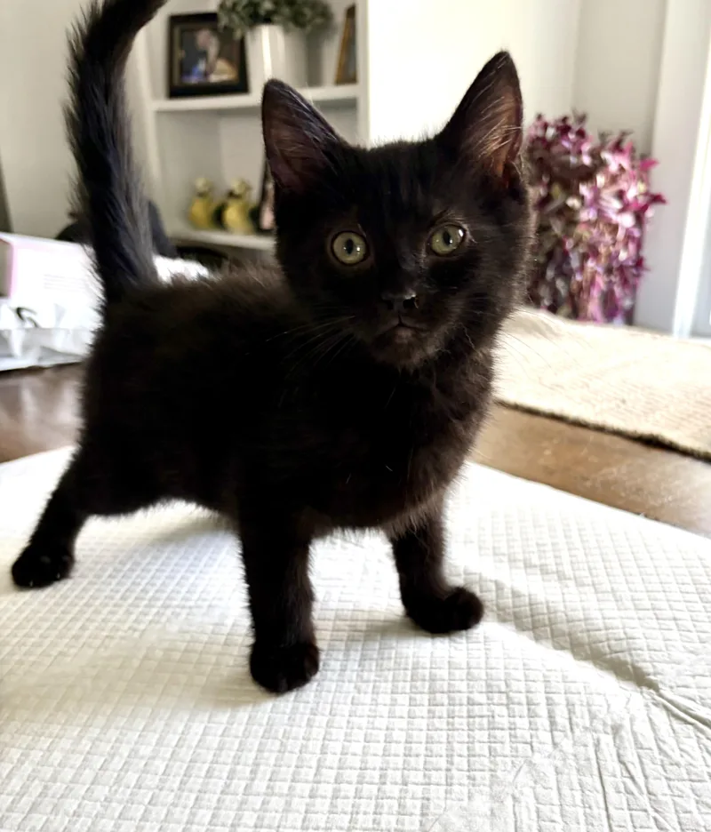 A baby medium-sized female Black Domestic Short Hair cat named Nelly for adoption in East Amherst, NY