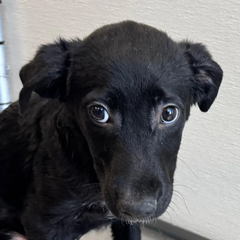 A baby medium-sized male Mixed Breed dog named Joey for adoption in Las Cruces, NM