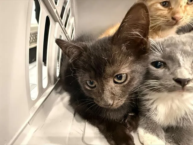 A baby small-sized female Domestic Short Hair cat named A for adoption in Charlotte, NC