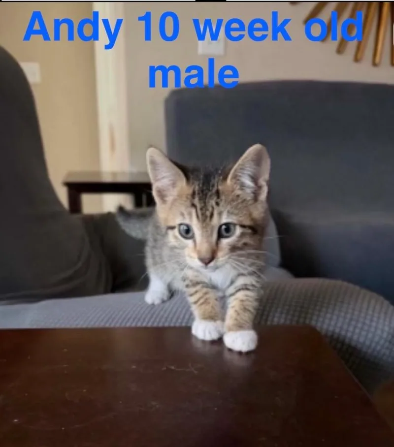 Andy