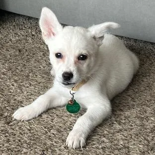 A baby small-sized female White / Cream Mixed Breed dog named Dunkin for adoption in Buffalo, MN