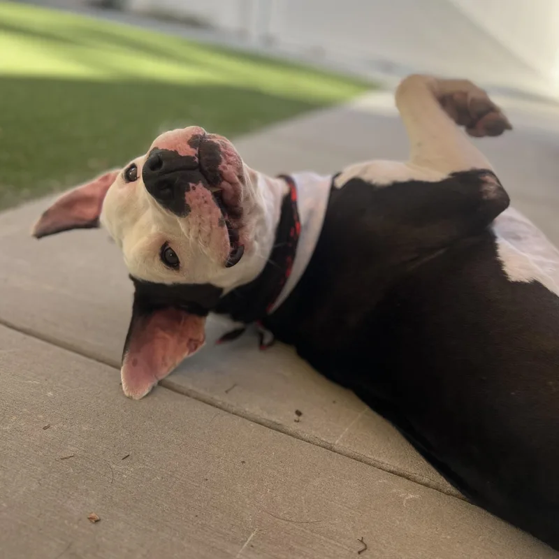 Rascal  A Sweet thumbnail 3