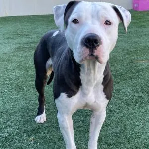 Rascal  A Sweet thumbnail 6