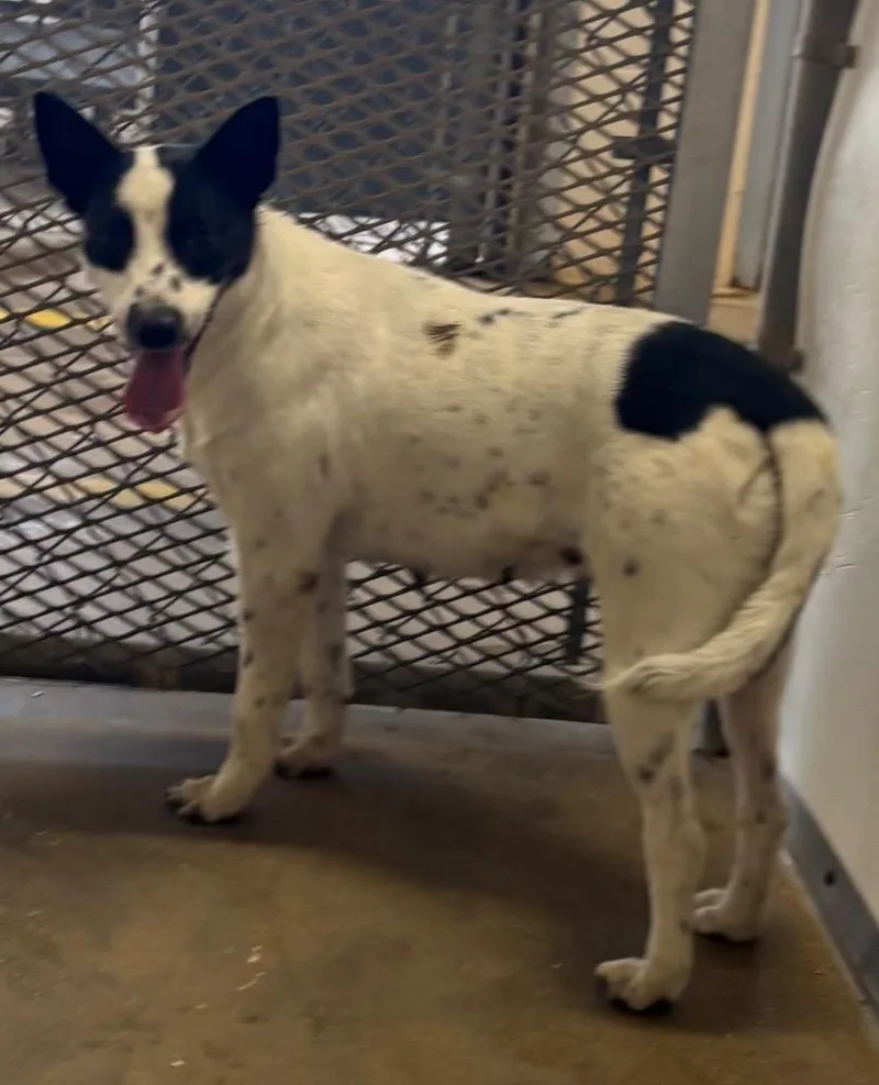 A young medium-sized female Australian Cattle Dog / Blue Heeler dog named Hera for adoption in Belton, TX