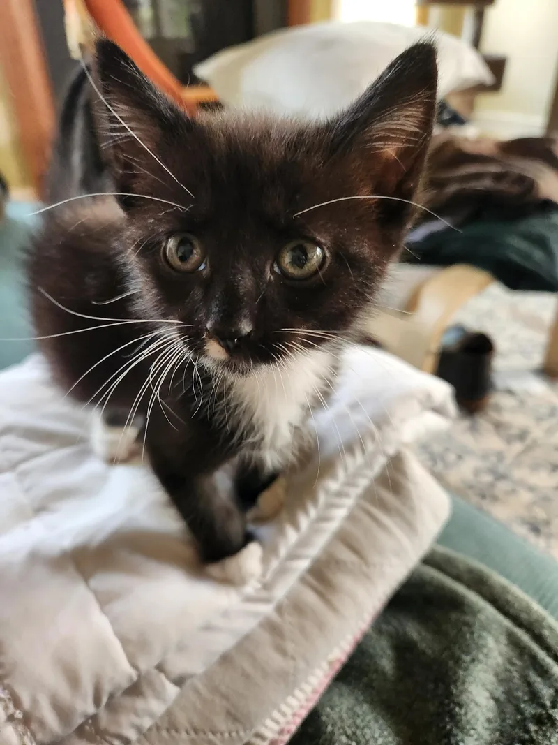 A baby small-sized male Black & White / Tuxedo Domestic Short Hair cat named Tommy for adoption in Turnersville, NJ