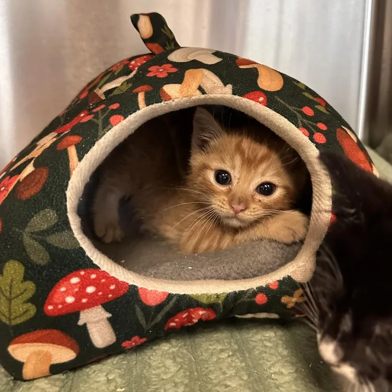 A baby small-sized male Orange / Red Domestic Short Hair cat named Boy Scout for adoption in Los Angeles, CA