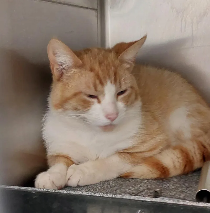 A young medium-sized male Domestic Short Hair cat named Moon for adoption in Mocksville, NC