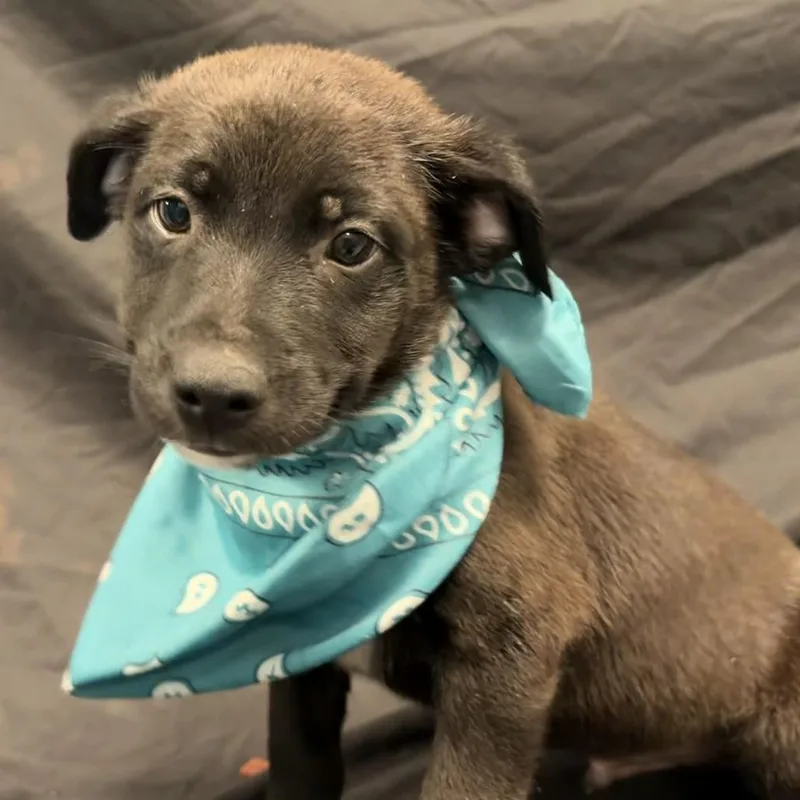 A baby medium-sized male Black Mixed Breed dog named Maple for adoption in Novelty, OH
