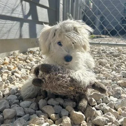 A baby small-sized male Maltese dog named Teddy for adoption in St. Louis, MO