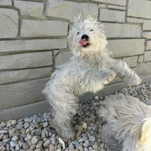 Teddy thumbnail 2