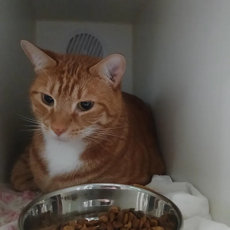 An adult extra large-sized male Orange / Red Domestic Medium Hair cat named Milo for adoption in Kyle, TX