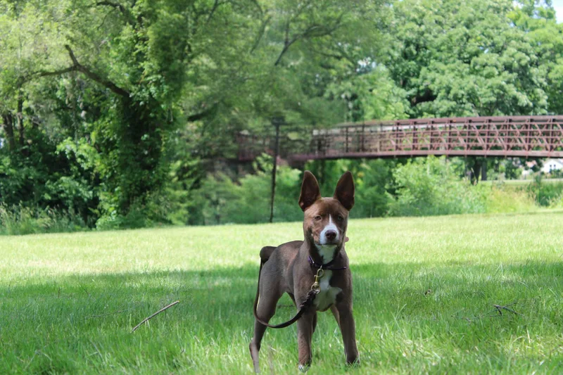 A young medium-sized female Husky dog named Jacey for adoption in Elwood, IL
