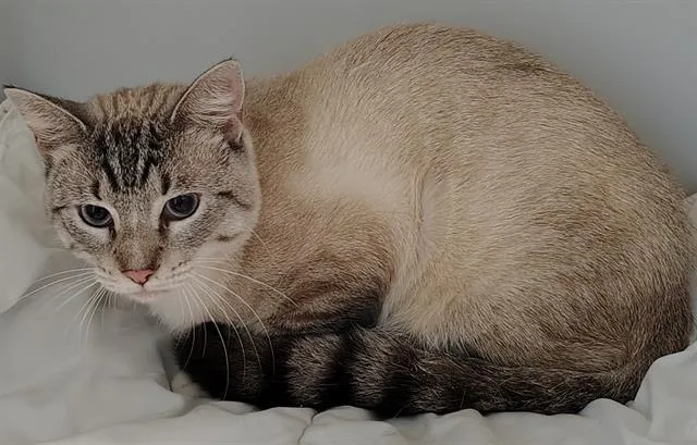 A young medium-sized male Domestic Short Hair cat named Kai for adoption in Palmetto, FL
