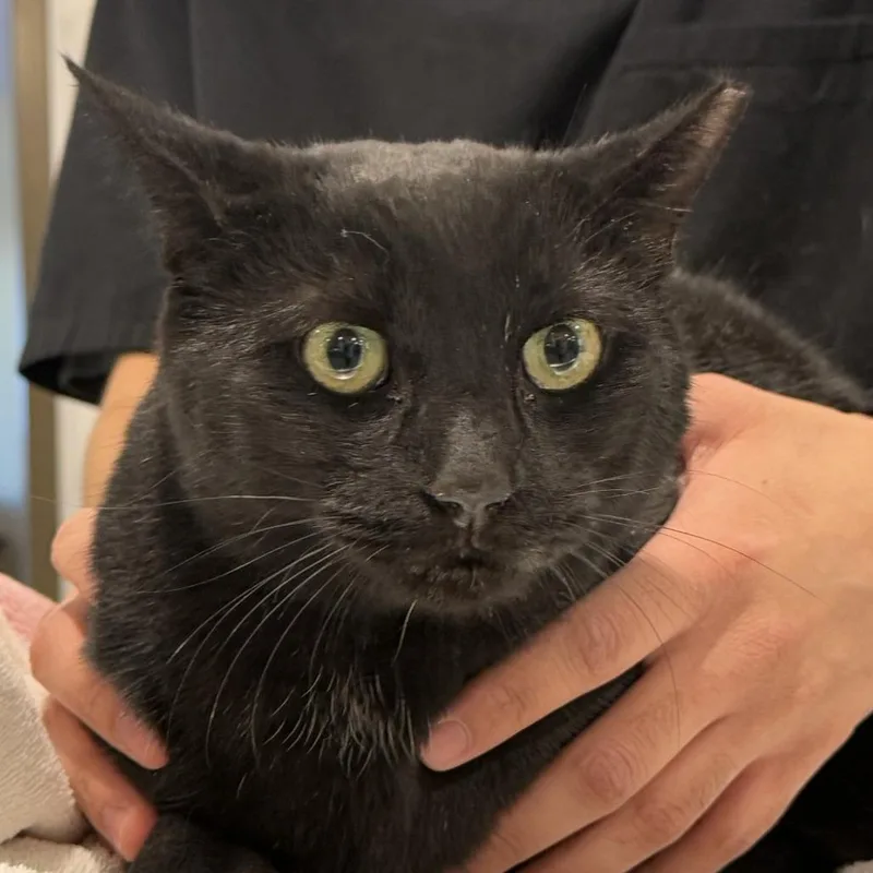 An adult small-sized male Black Domestic Short Hair cat named Basilisk for adoption in Tucson, AZ