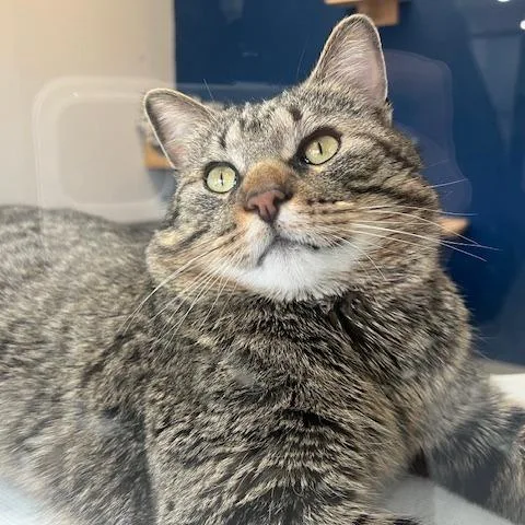 An adult large-sized male Brown / Chocolate Domestic Short Hair cat named O'tabby Mctavish for adoption in Chaska, MN