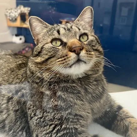 O'tabby Mctavish thumbnail 2