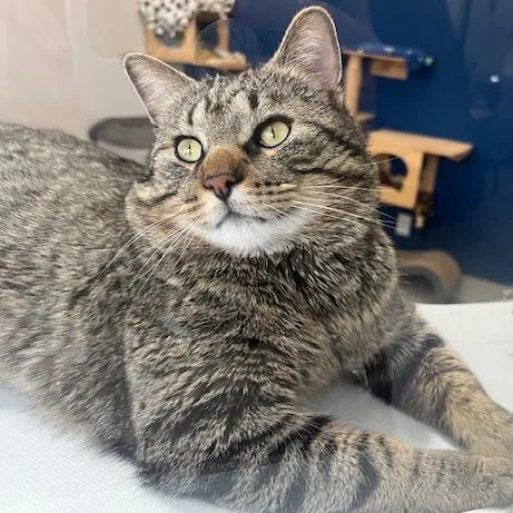 O'tabby Mctavish thumbnail 3