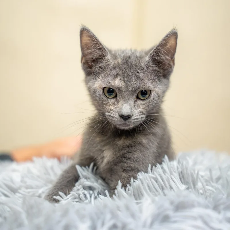 A baby small-sized female Gray / Blue / Silver Domestic Short Hair cat named Banana for adoption in Gainesville, GA
