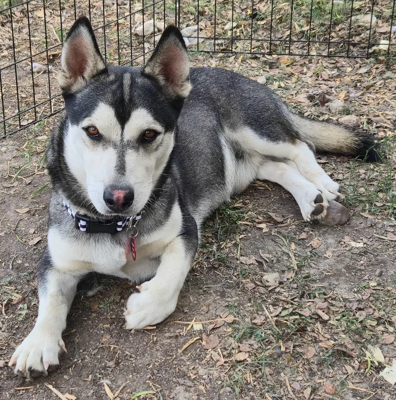 A young medium-sized male Corgi dog named Olaf for adoption in Dale, TX